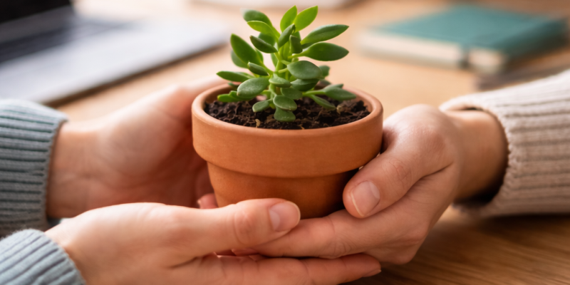 Apoyo y mentoría a emprendedores y pymes